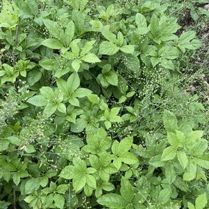 正宗刺五加树苗五加皮苗白簕菜刺拐棒百针材苗五瓜皮种苗易活