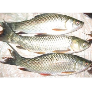 黎永充淘宝草鱼花鲢白鲢苗泥鳅黑鱼罐头鲮鱼四大家鱼水花夏花鳜鱼桂