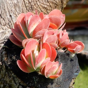 多肉唐印锦超大