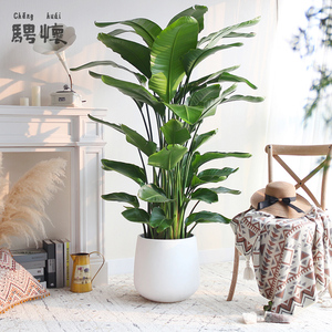 0055人付款天猫铁树盆栽植物树苗室外大型名贵庭院盆景耐寒绿色长青观