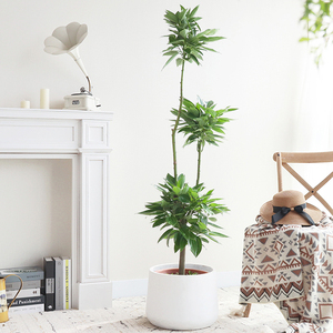 平安树客厅盆栽大 绿植多层造型四季常青大棵幸福树室内大型植物