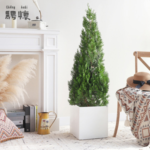 扁叶柏盆栽侧柏树盆景北欧风花卉室内大型植物客厅办公室大棵绿植