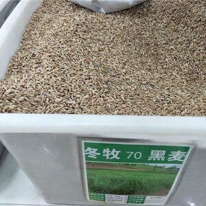 冬牧70黑麦草种子 耐寒高产 猪牛羊鸡鸭鱼兔畜禽牧草籽 精品包邮
