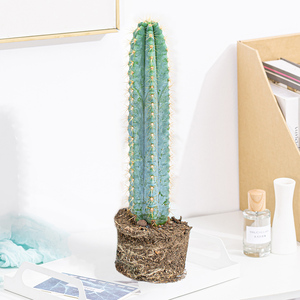 仙人柱蓝柱盆栽北欧风室内大型好养多肉绿植物防辐射龙凤柱仙人掌