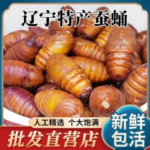 500g东北特产柞蚕蛹新鲜活蚕蛹大黄蚕蛹a级大茧蛹蝉蛹辽宁黄蛹