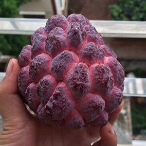 玫瑰释迦果新鲜5斤紫色海南台湾牛奶凤梨佛心水果番荔枝孕妇香甜