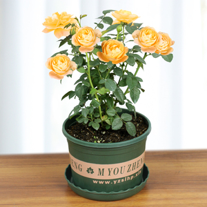 果汁阳台月季花苗微型盆栽中苗大苗带盆带土玫瑰四季开花植物花卉