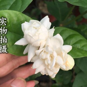 菊花大花型超重瓣菊花茉莉王 茉莉花苗 菊花p茉莉 盆栽花卉包邮