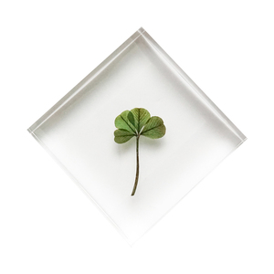 日本moma四叶草标本家居摆件创意生日礼物女生闺蜜情人节礼物女友