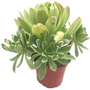 加州香炉盘锦法师 多肉植物 c肉肉植物 萌肉肉组合盆栽花卉