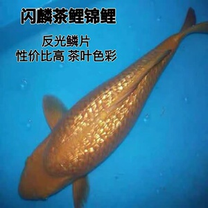 诚太郎茶鲤红茶绿茶银鳞茶鲤纯种日本锦鲤鱼大型淡水观赏鱼风水鱼