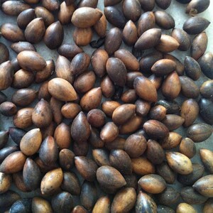 新采金丝楠木树种子 四川金丝楠木种子 紫楠种籽 小叶桢楠种子