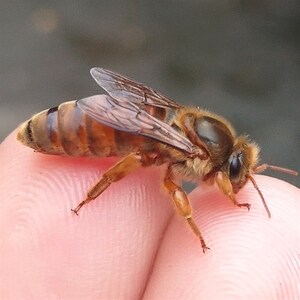 中蜂蜂王阿坝双色金色处女王包邮活e到手出台发货新品促销热卖中