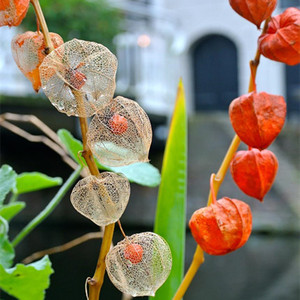 东北野生红菇娘种子中草药植物山里土特产苦菇娘四季盆栽地栽易活