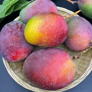 四川攀枝花吉禄芒