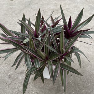 彩叶蚌兰花盆栽室内阳台观叶吊兰垂e吊植物四季常青耐热耐晒花卉