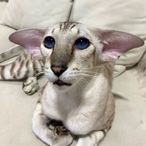 东短猫东方短毛猫飞机耳大耳朵千玺同款低耳位极端耳赛级血统猫舍