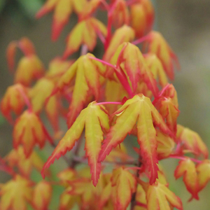 日本红枫树苗舞姬