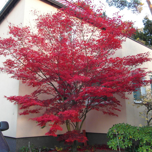 日本枫树新千染盆景盆栽观叶植物绿植庭院阳台枫小米的枫树花园