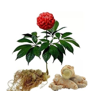 三七种植苗文山三七树云南三七花盆栽室内绿植花卉田三喜阴小叶