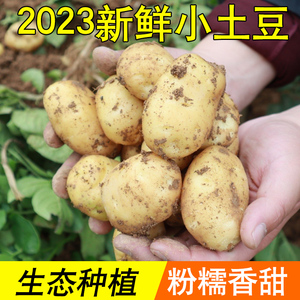 2024新鲜山东小土豆高山现挖黄心土豆迷你马铃薯洋芋新货10斤农家