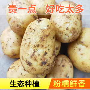 山东新鲜中大土豆5斤黄皮黄心当季土豆农家蔬菜产地直发马铃薯