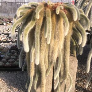 九尾狐多肉植物九尾狐多肉狐狸摆件猴尾柱仙人掌垂钓型植物耐旱物