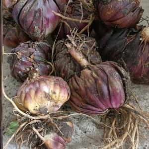 野生百合花种球