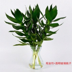水培植物支观音竹富贵竹转运竹开远竹水竹子10支室内.水生花绿植