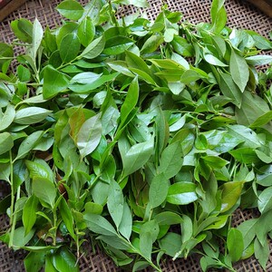 【新鲜南烛叶】新鲜南烛叶品牌,价格 - 阿里巴巴