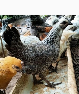 云南无量山乌骨鸡纯种庵鸡活鸡毛脚下蛋土鸡乌骨鸡活体发顺丰快递