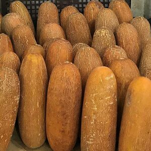 东北老黄瓜种籽种子网纹黄瓜苗农家老品种四季阳台蔬菜盆栽种孑秧