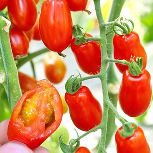 丹东409花生柿子樱桃番茄种籽小西红柿盆栽四季圣女果苗蔬菜种孑