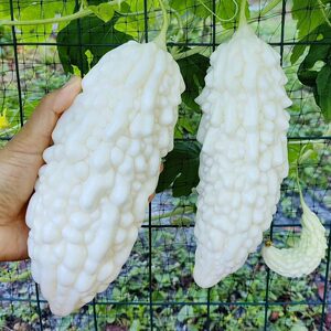 新蓝山大白苦瓜种子高产种籽孑白色超大春播抗病耐热蔬菜四季盆栽