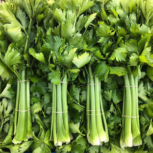 美国西芹种子实芹芹菜种籽高产大香芹苗籽种四季盆栽蔬菜孑苗秧