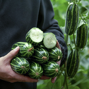 菜瓜种子花皮烧瓜脆瓜甜脆爽口嫩稍瓜孑四季春季蔬菜酥瓜种籽梢瓜