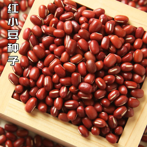 红小豆种子早熟赤小豆种籽小红豆农家芽苗菜无架豆四季豆豆种孑