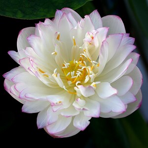 碗莲 惊艳?京珠落(惊艳1号) 小型可微缩 观赏荷花