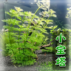 鱼缸水草植物淡水宝塔