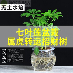 七叶莲花栽水养盆栽属虎招财树水培新宠植物七叶连八方来财绿植