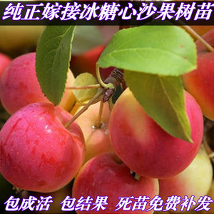 大秋果苗糖心沙果鸡心果嫁接苗阳台盆栽地栽当年结果小苹果树树苗