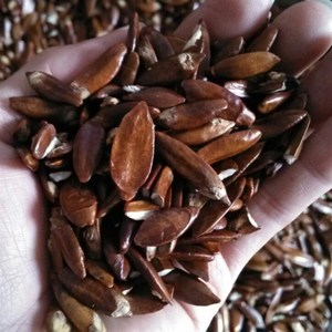 新品坚 核仁 广东产地榄仁果精选大粒核仁 m红衣皮榄仁 榨油果红