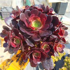 梅花珀迪法师