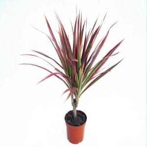 美观红边铁树剑j叶大中小盆景树苗七彩铁千年木植物红竹龙血树