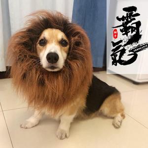 柯基搞笑狮子头套假发变身装宠物金毛拉布拉多秋田犬帽子狗狗头饰