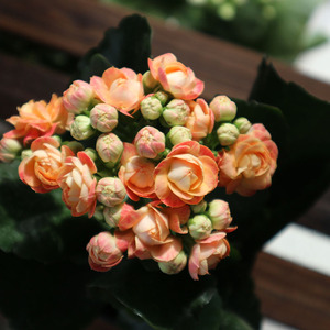 赫丽长寿花e盆栽橘色大花品种阳台桌面办公室内外花卉四季开花好