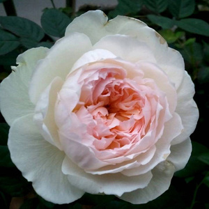 木本花卉b月季非常容易白色庭院菠萝蜜开花波莱丰花月季盆栽阳台