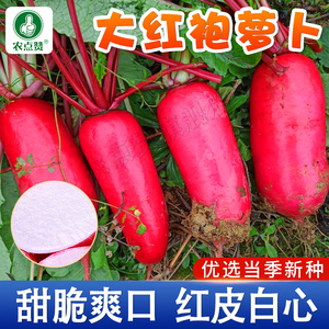 秋季大红袍山东潍县辣萝卜红皮萝卜菜种籽白心萝卜种子水萝卜籽