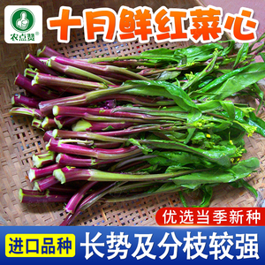 四季十月红菜苔种籽早熟菜苔种孑广东甜菜心菜花菜种子农家青菜尖
