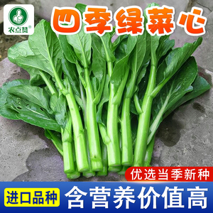 广东菜心种籽青菜种子十月红菜苔种孑四季蔬菜籽青翠奶油青菜尖籽